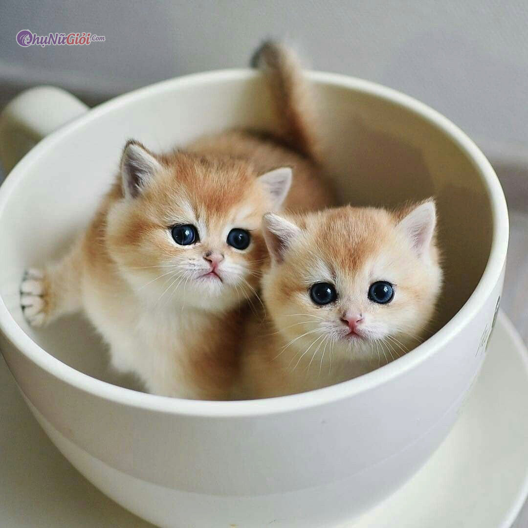 Tổng hợp 75 hình ảnh con mèo cute dễ thương dễ thương nhất Sai Gon