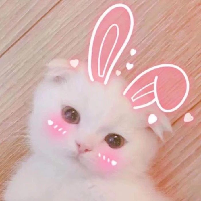 Hình Cute Mèo Chibi, Anime Ngầu, Dễ Thương Nhất