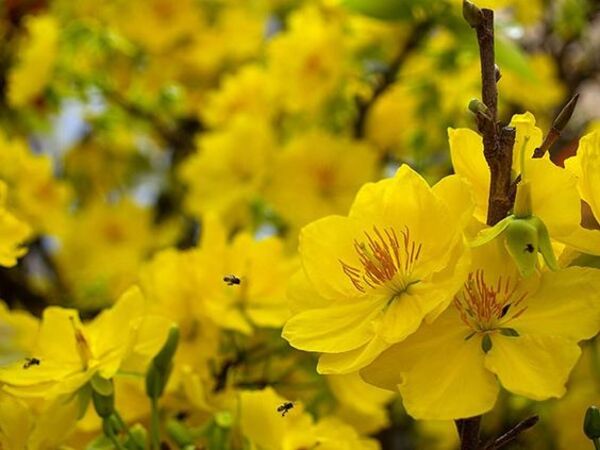 Hình ảnh hoa mai hoa đào đẹp ngày tết  VFOVN
