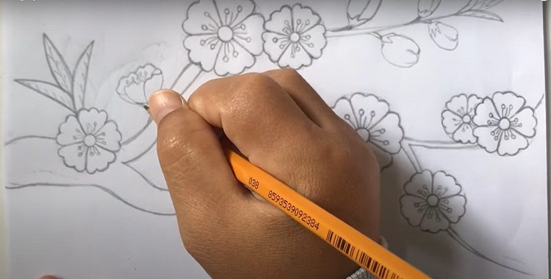 Học vẽ Hướng dẫn cách vẽ hoa anh đào và cách vẽ hoa đào  Nấm